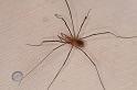 Phalangium_opilio_D8270_Z_88_Les Gris_Frankrijk